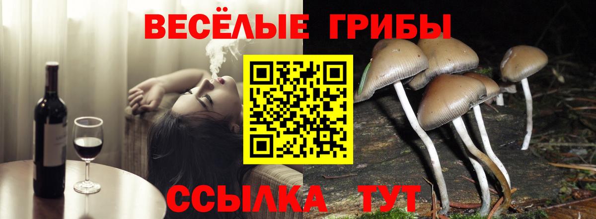 Галлюциногенные грибы Psilocybine cubensis Элиста